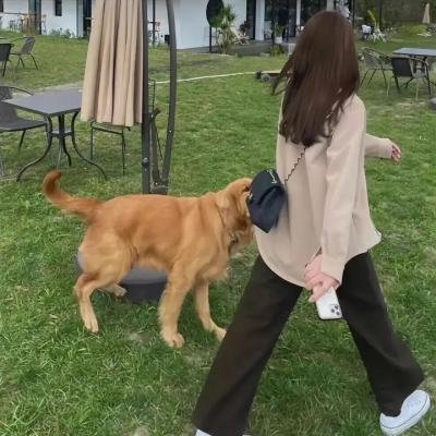 败犬求婚日